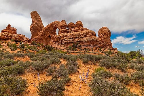 Two-lobe larkspur, Turret Arch, Arches National Park, Utah, USA. Places Print